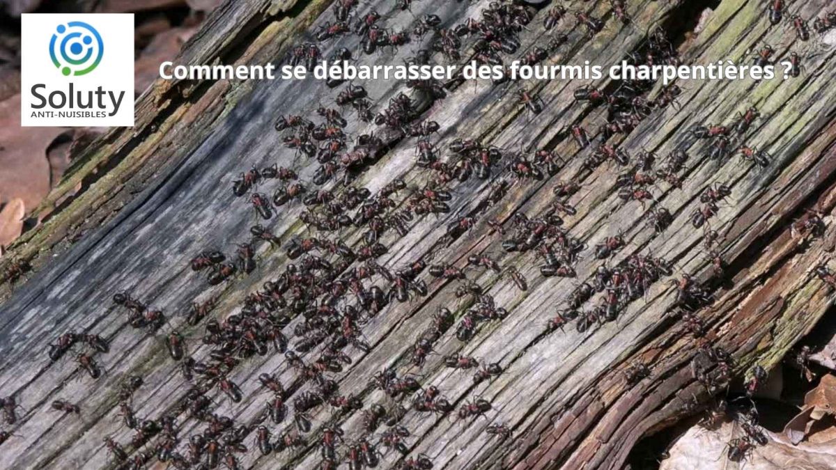 Comment se débarrasser des fourmis charpentières ?