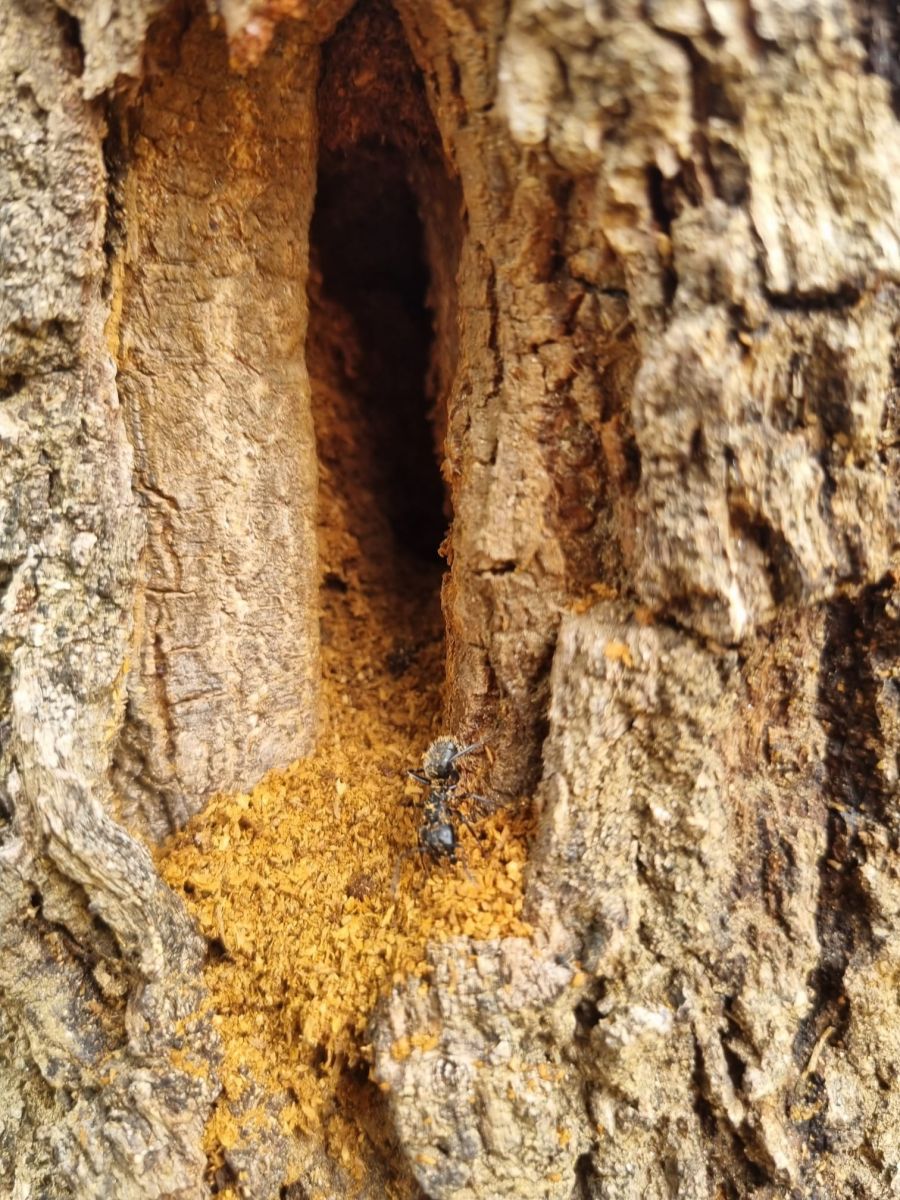  fourmis charpentières dans un tronc d'arbre