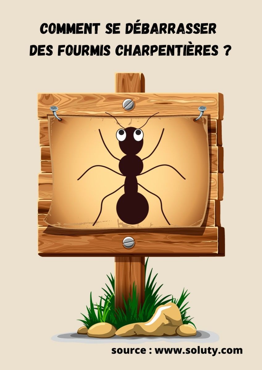 dessin avec fourmi sur panneau et question 