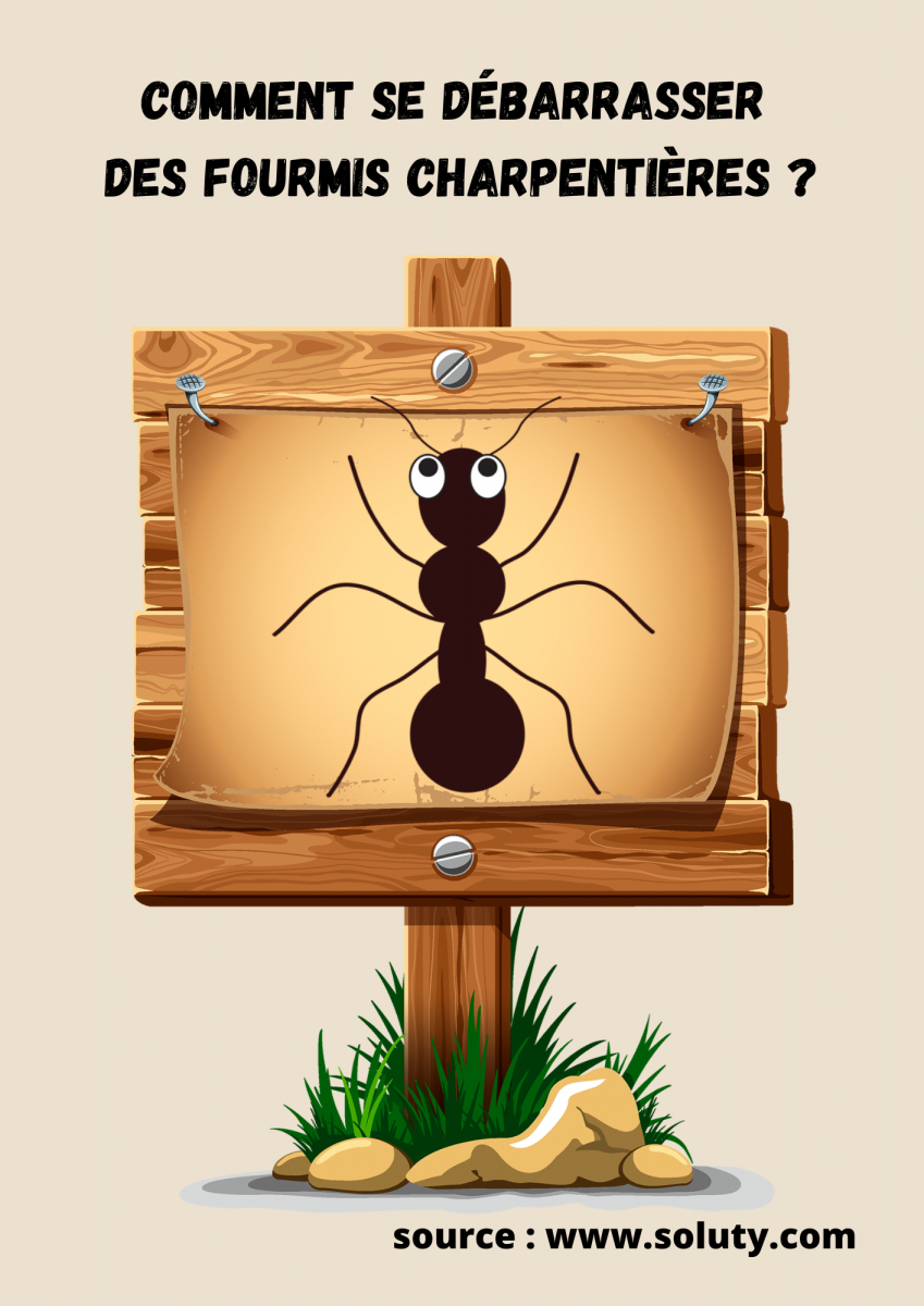 les fourmis charpentières