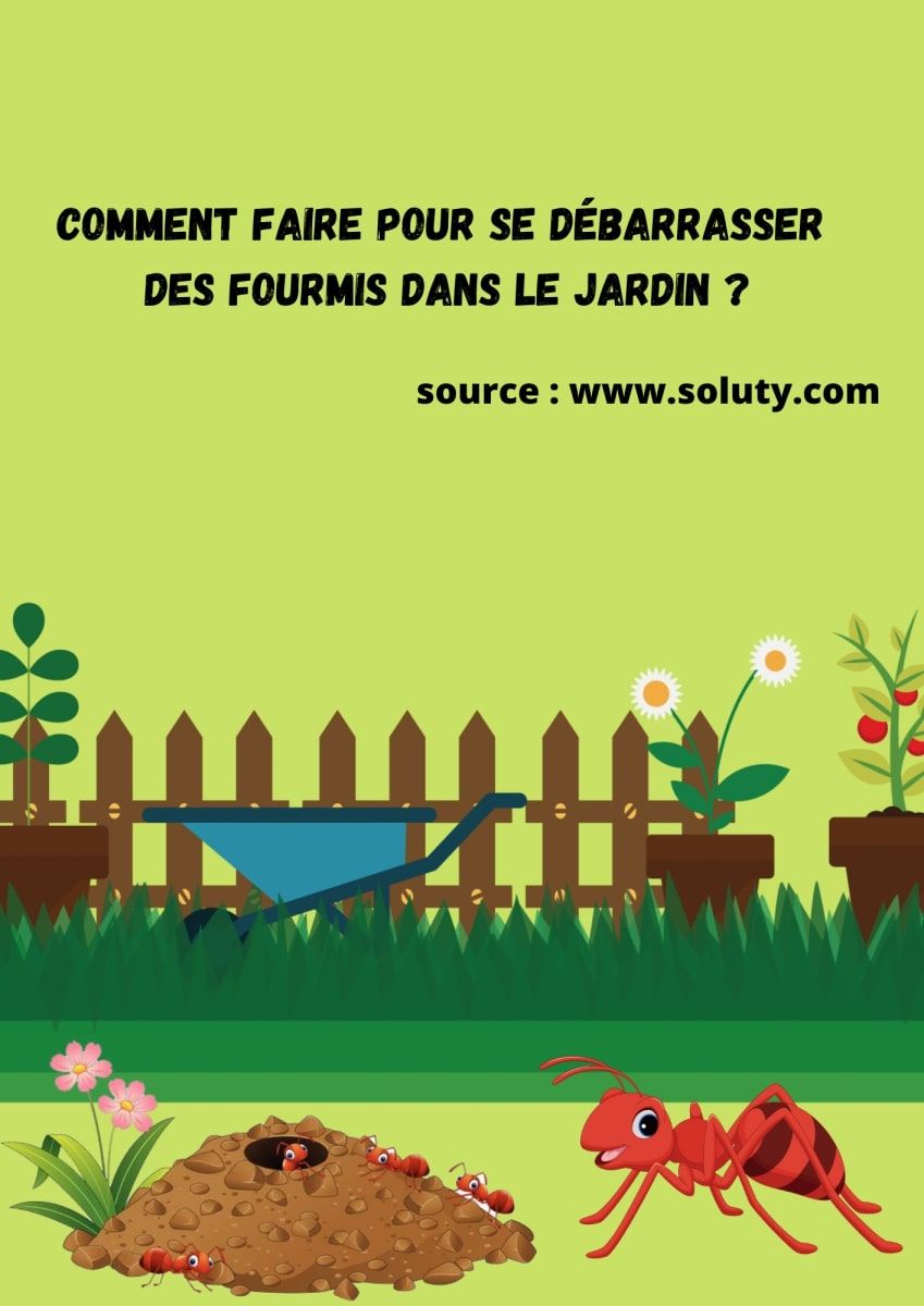 Comment faire pour se débarrasser des fourmis dans le jardin ? SOLUTY