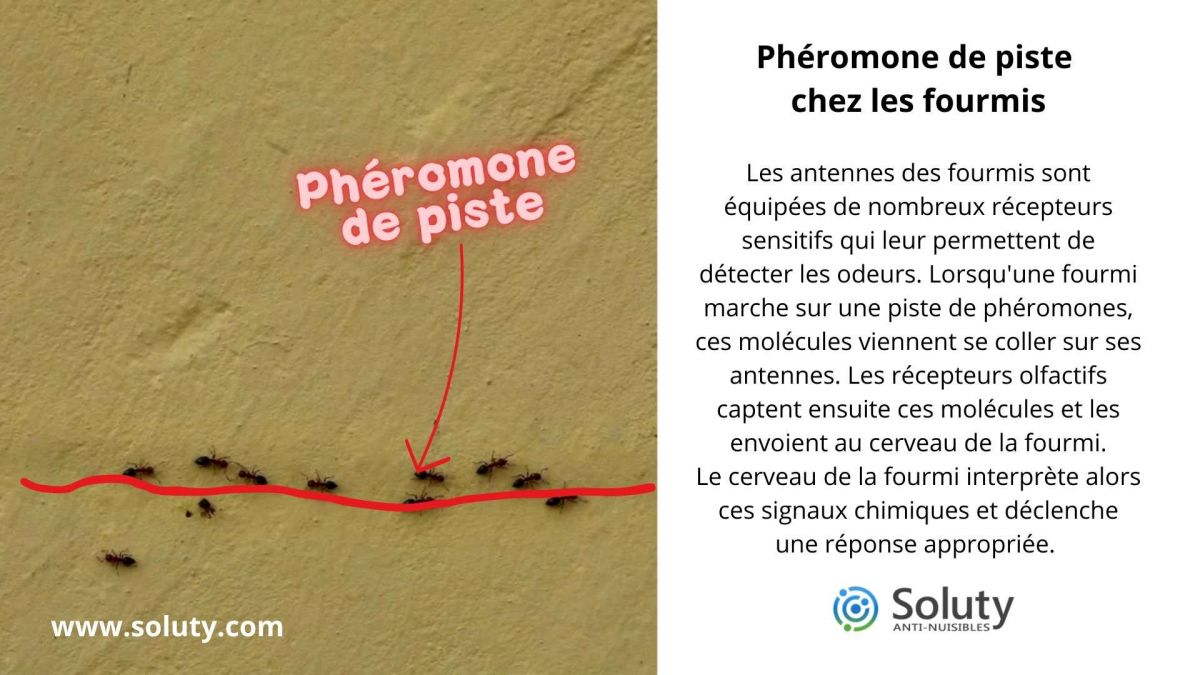 phéromone de piste chez les fourmis