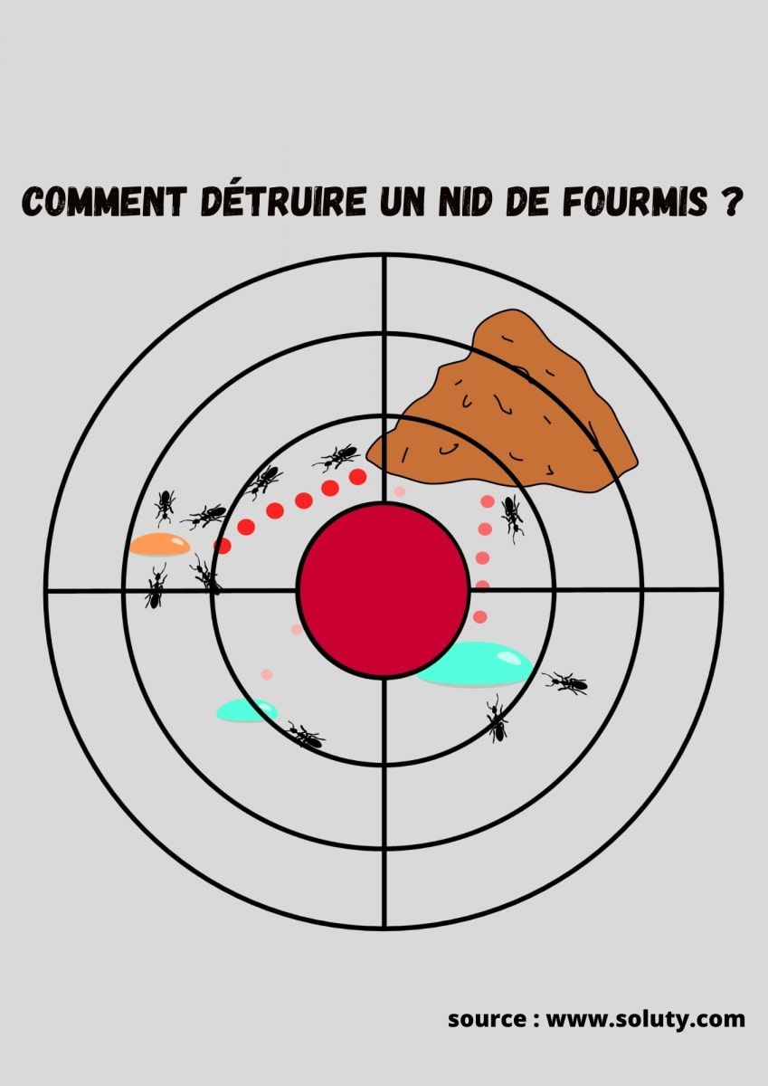 Comment détruire un nid de fourmis ? SOLUTY Comment détruire un nid de fourmis ? SOLUTY