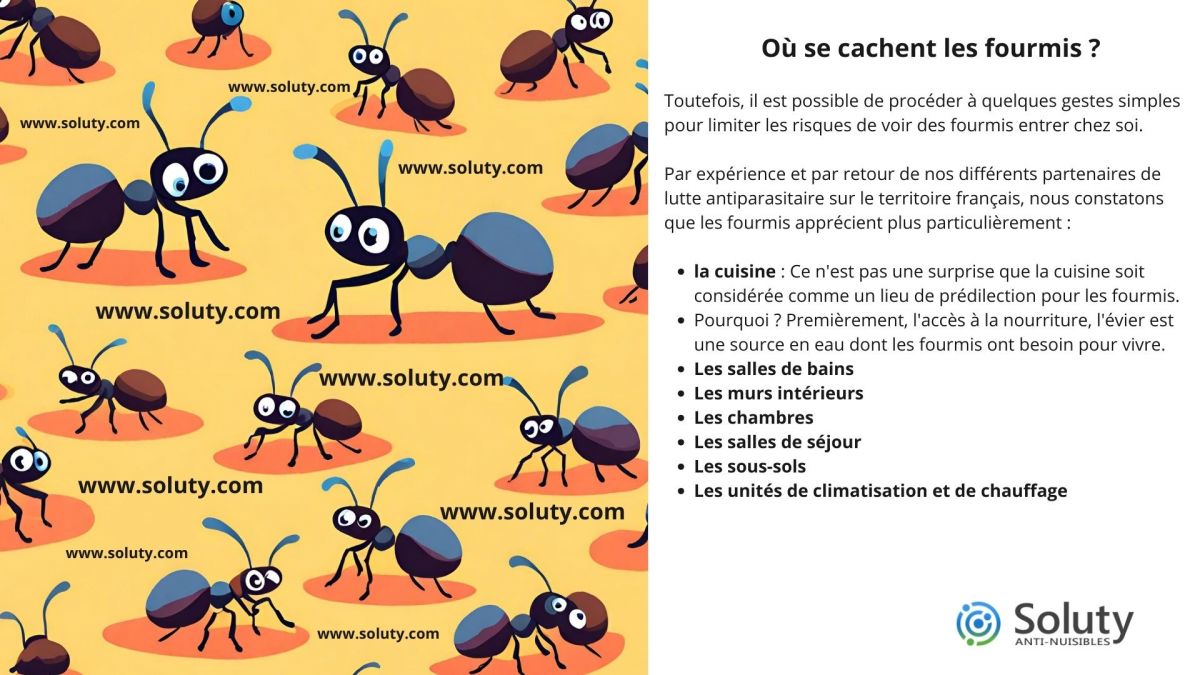 Où se cachent les fourmis ?