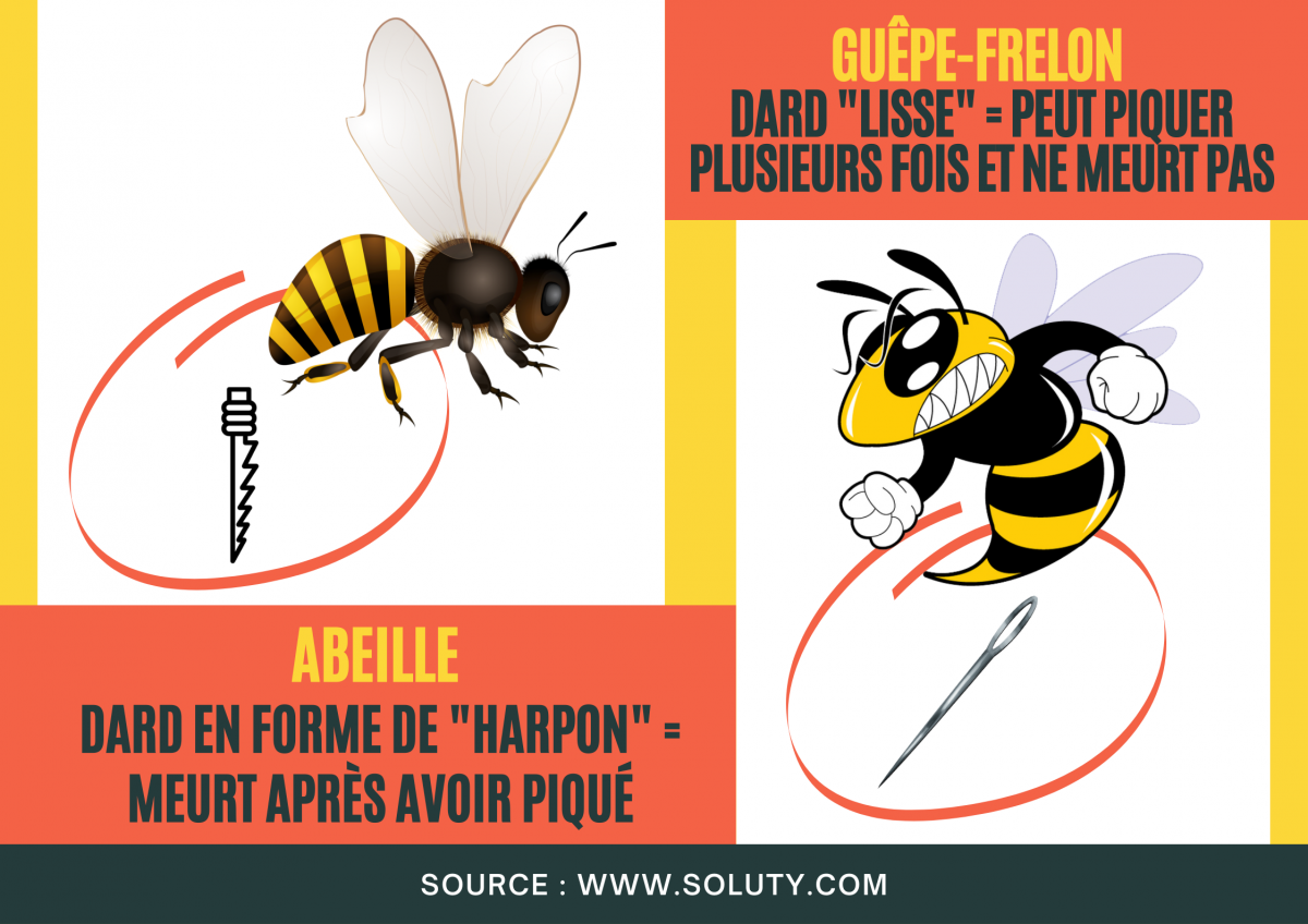 différence entre le dard d'une abeille et celui d'une guêpe