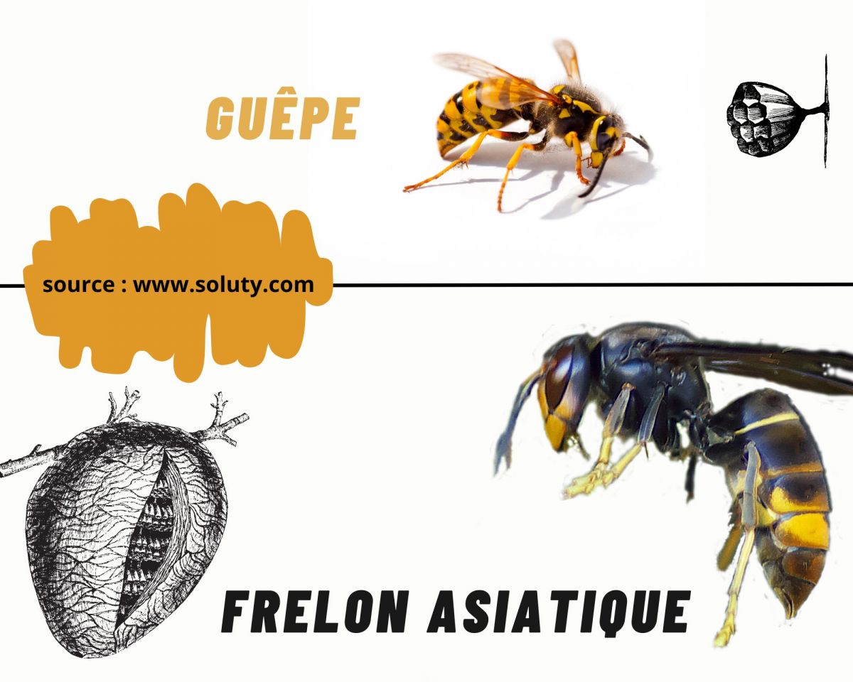 différence de nid entre frelon et une guêpe