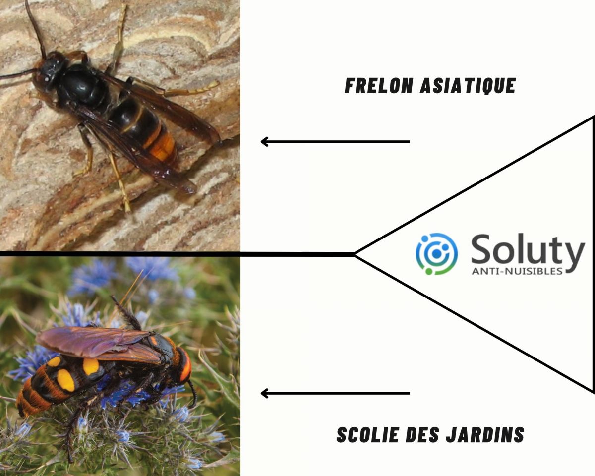 différence entre frelon asiatique et un scolie des jardins