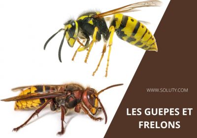 Entreprise de destruction des nids guepes et frelons