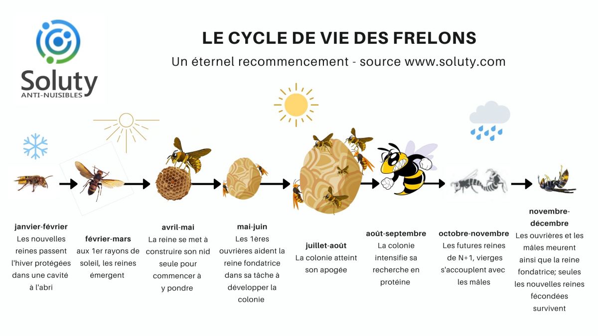 infographie sur le cycle de vie des frelons