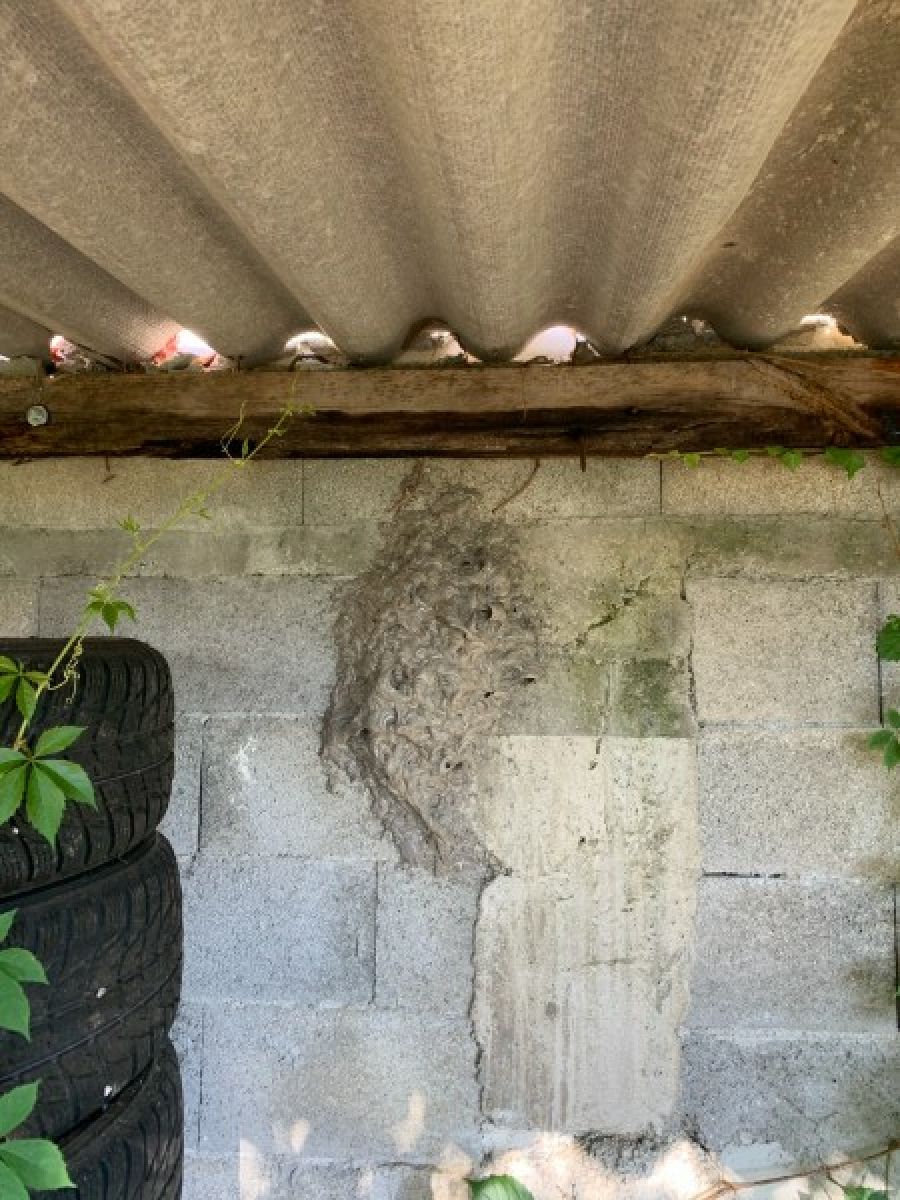 nid de guêpes sur un mur