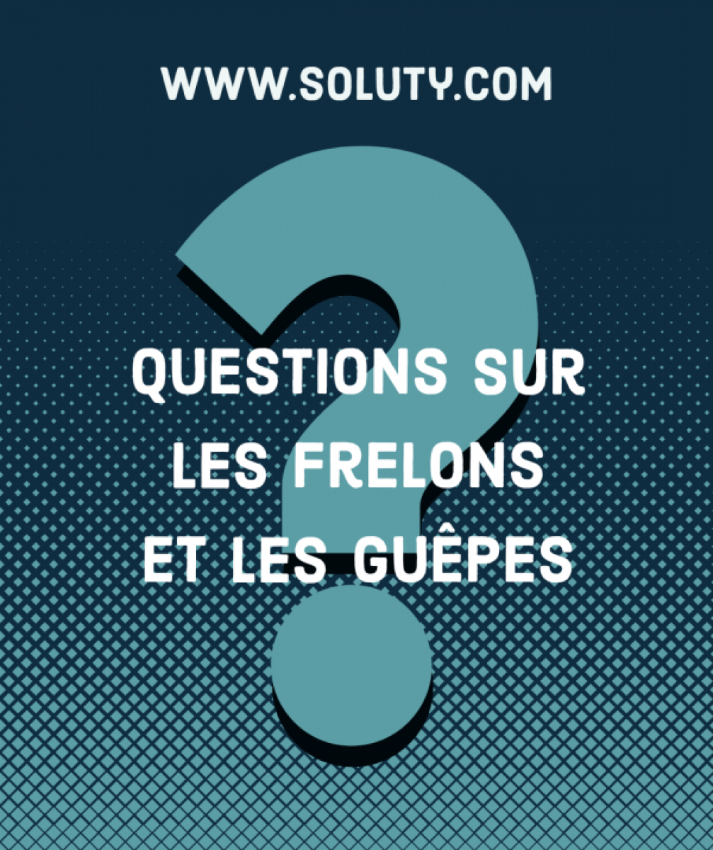 questions sur les guêpes et les frelons