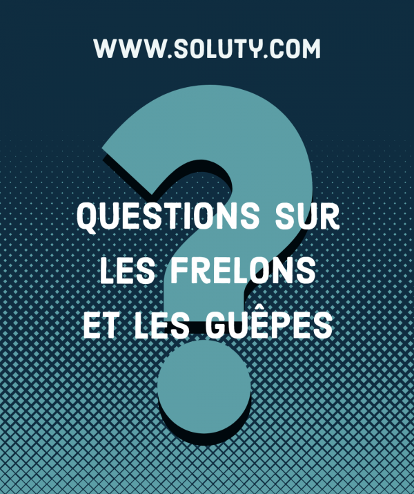 Questions sur les guêpes frelons