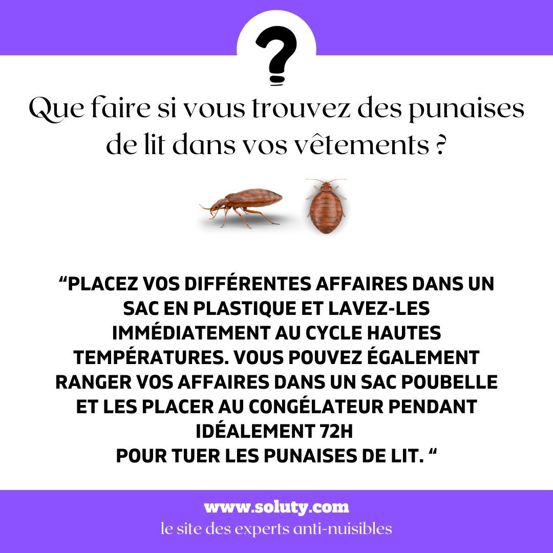 Que faire si vous trouvez des punaises de lit dans vos vêtements ?