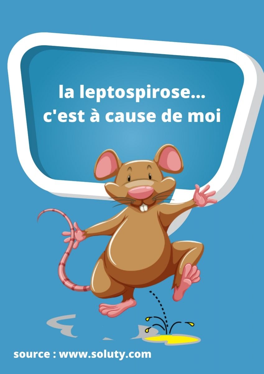 rat qui urine et qui peut transmettre la leptospirose 