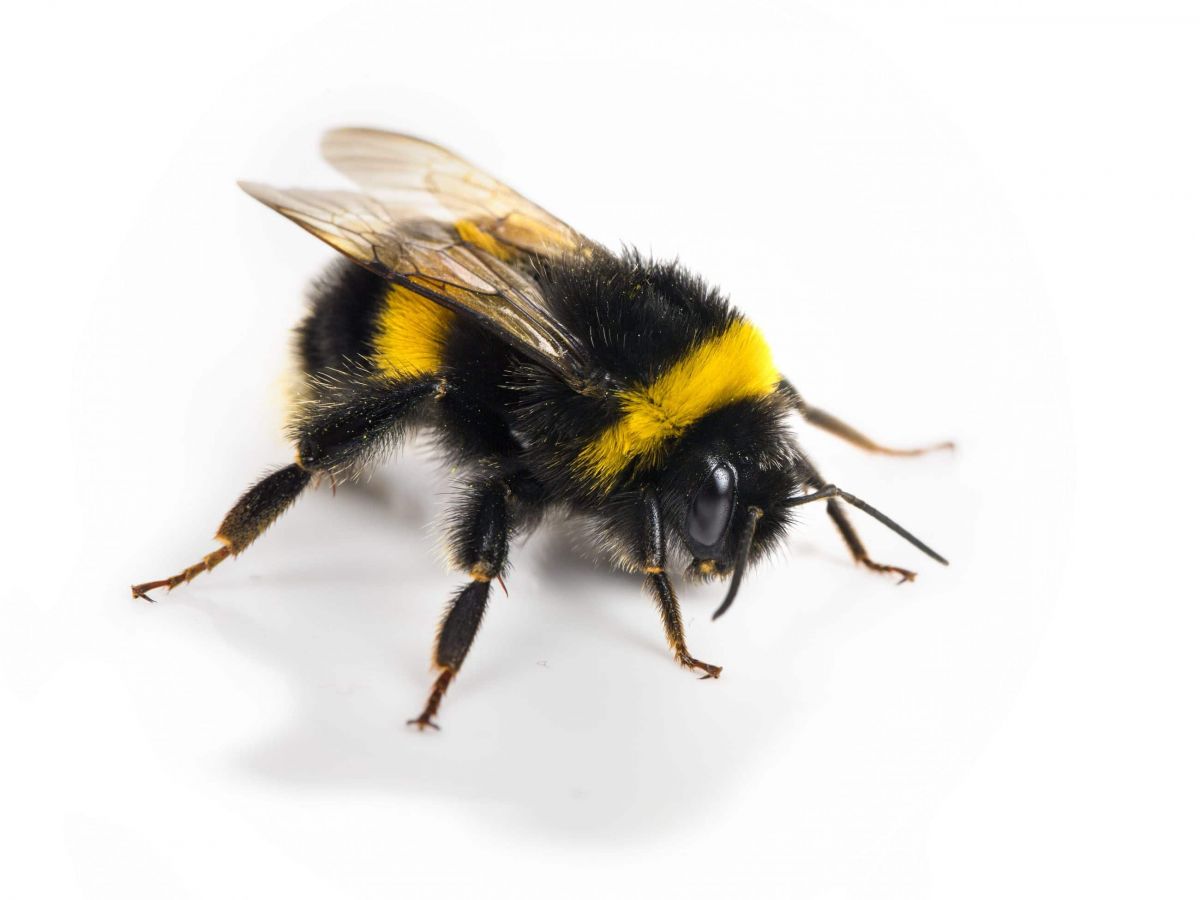 Comment reconnaître un bourdon ? SOLUTY