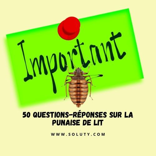 infographie sur 50 questions réponses sur les punaises de lit