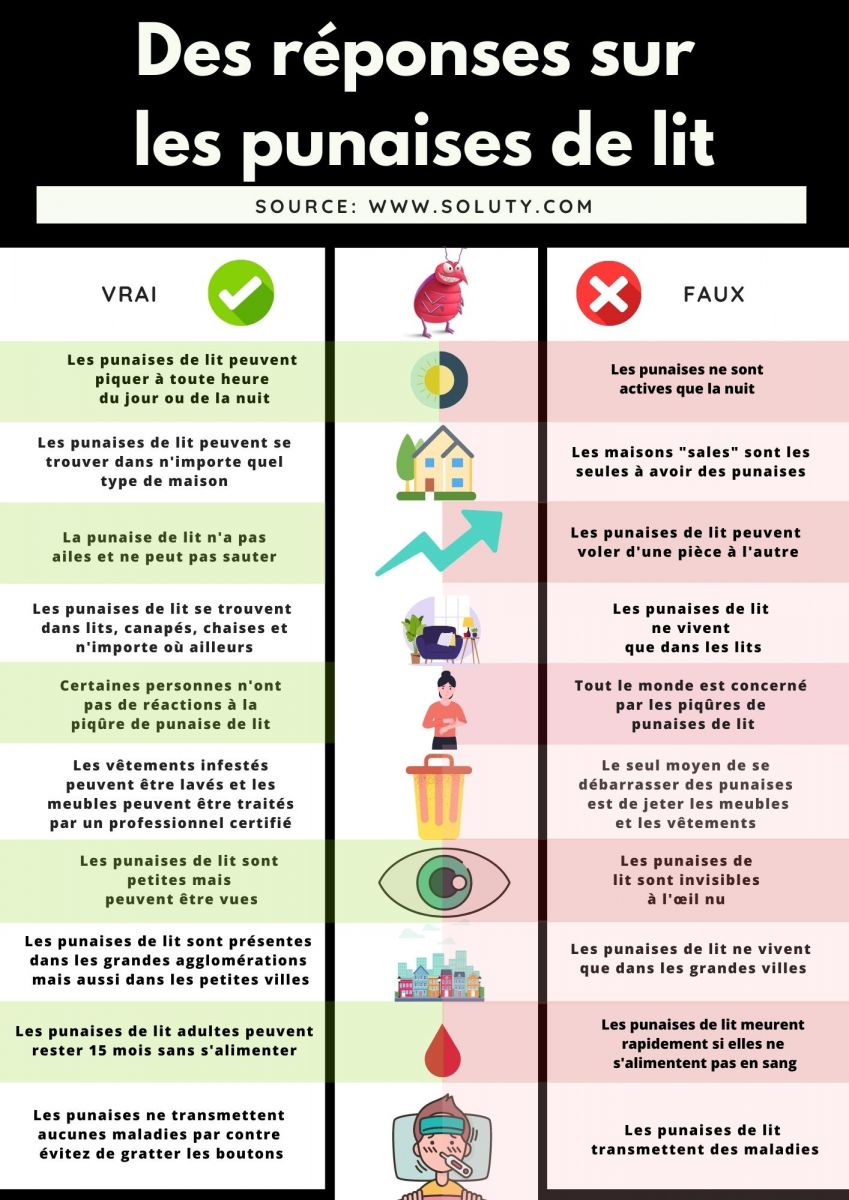 infographie sur tableau “vrai ou faux” sur les punaises de lit