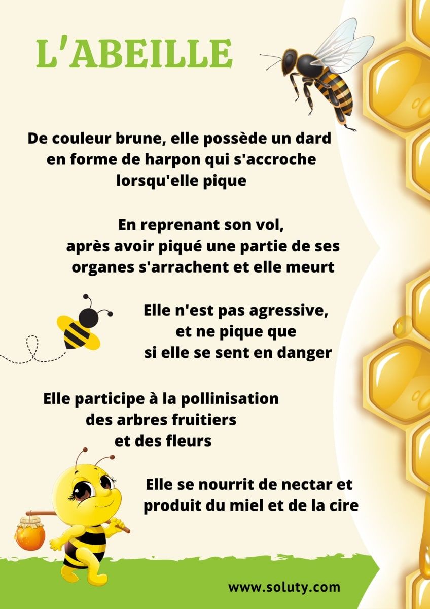 À quoi ressemblent les abeilles dans le monde?
