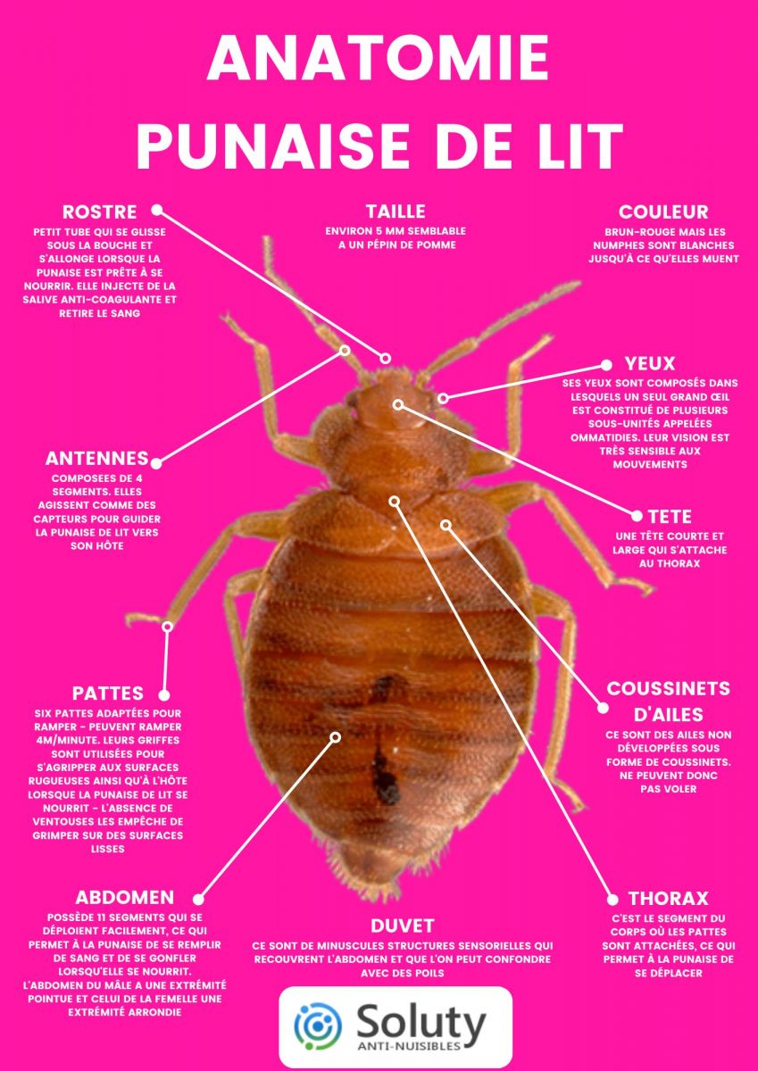 Anatomie d'une punaise de lit 