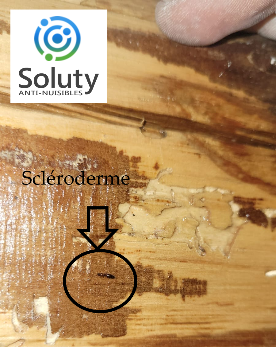 Le scléroderme = présence d'insectes à larves xylophages