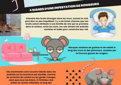 4 signes infestations rongeurs