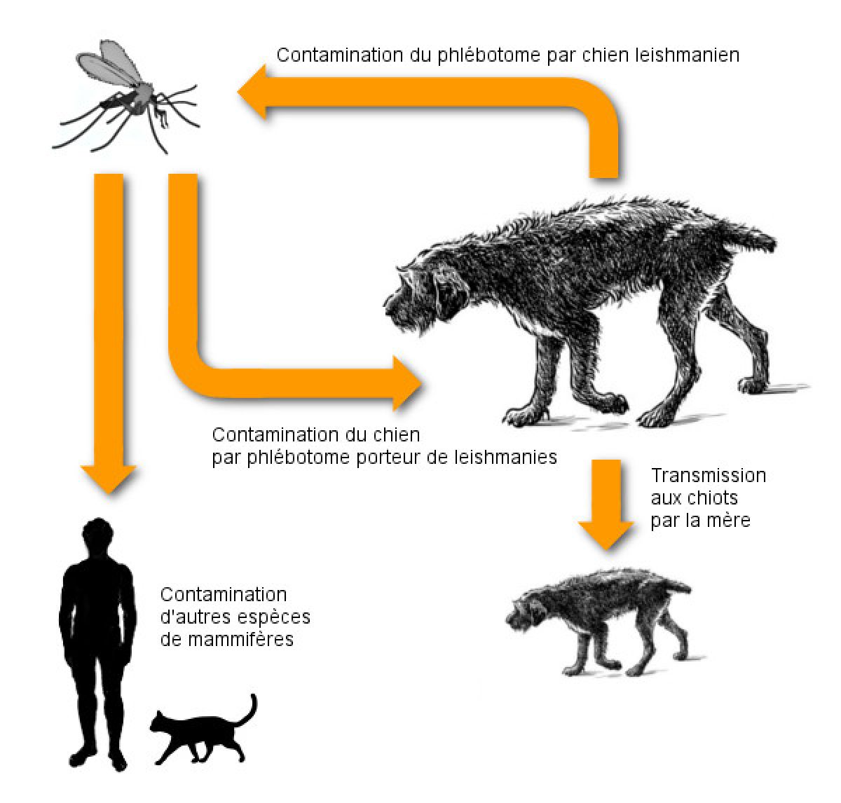 La leishmaniose 