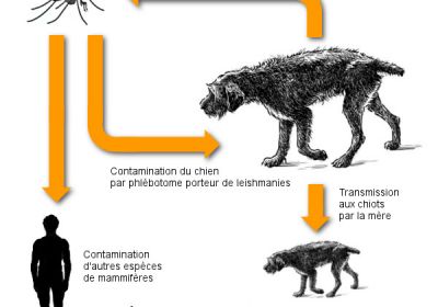 Cycle leishmaniose chien homme