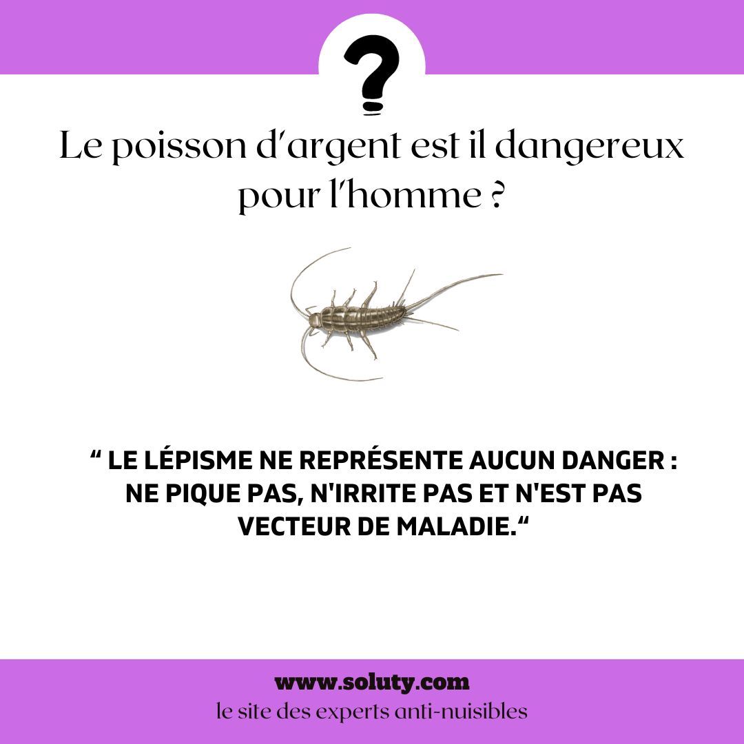 Le poisson d'argent est il dangereux pour l'homme ?