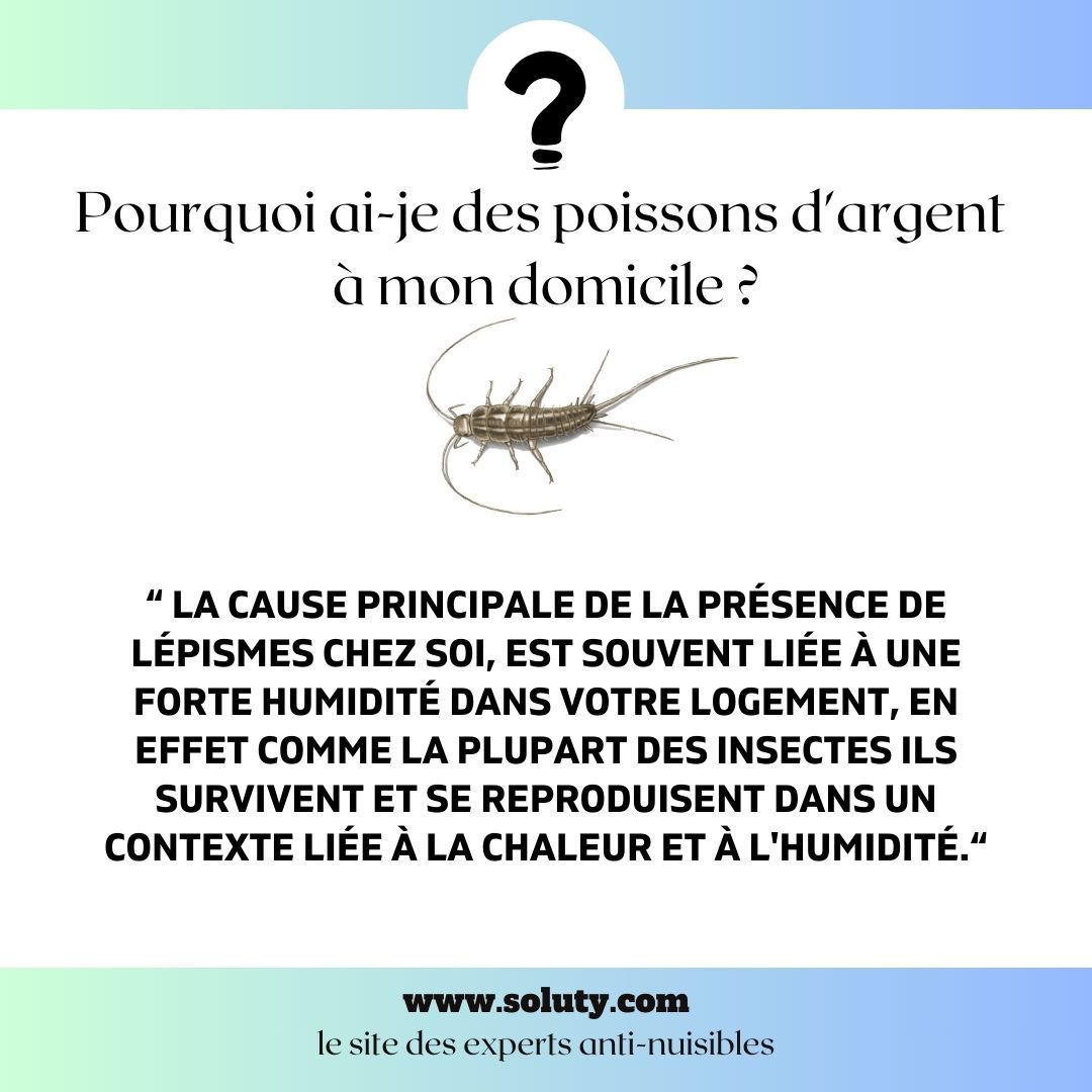 Pourquoi ai-je des poissons d'argent à mon domicile ?