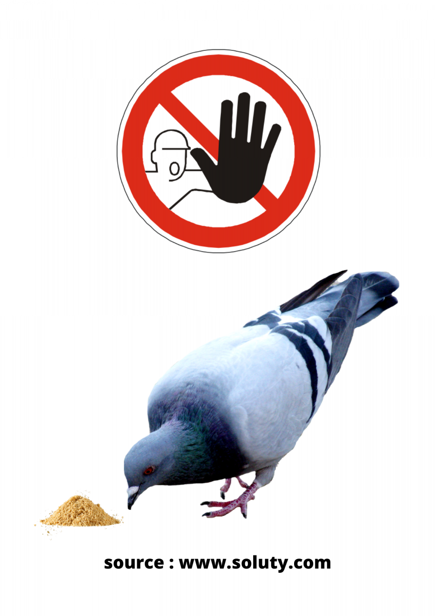 ne pas donner à manger aux pigeons 