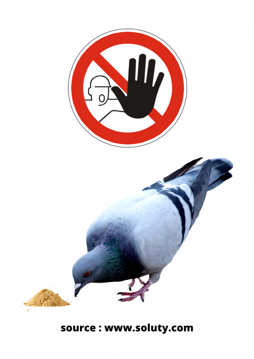 Vous nécessitez un système anti-pigeons efficace? Contactez-nous!