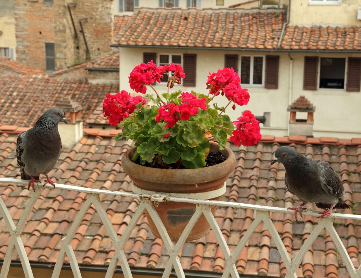 pigeons en train de stationner sur une rampe de balcon
