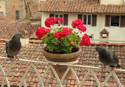 Pigeons sur balcon