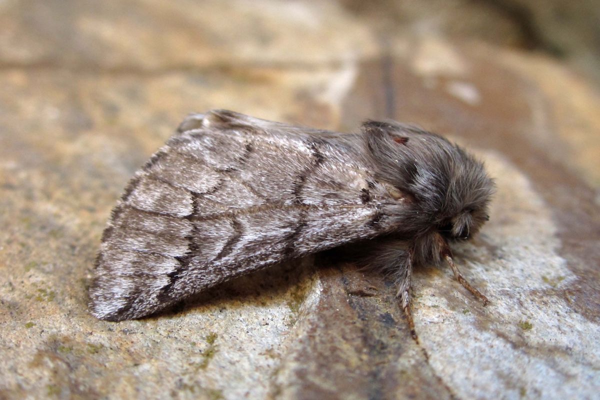 Thaumetopoea pityocampa papillon adulte