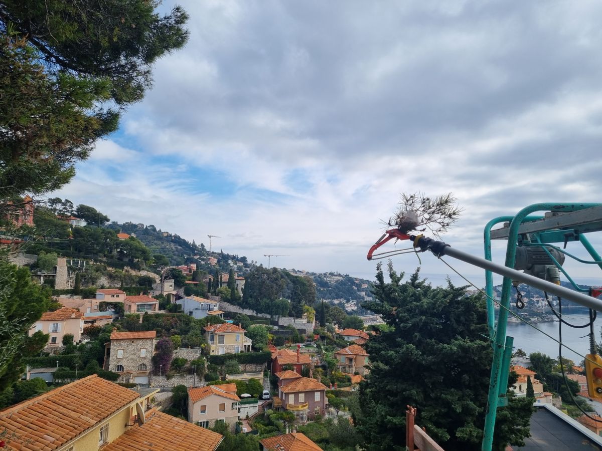 échenillage mécanique contre les chenilles processionnaires du pin