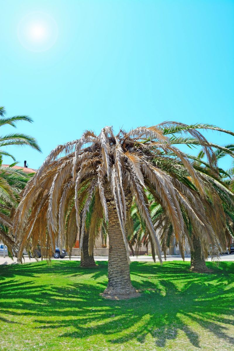 arbre attaqué par des charançons