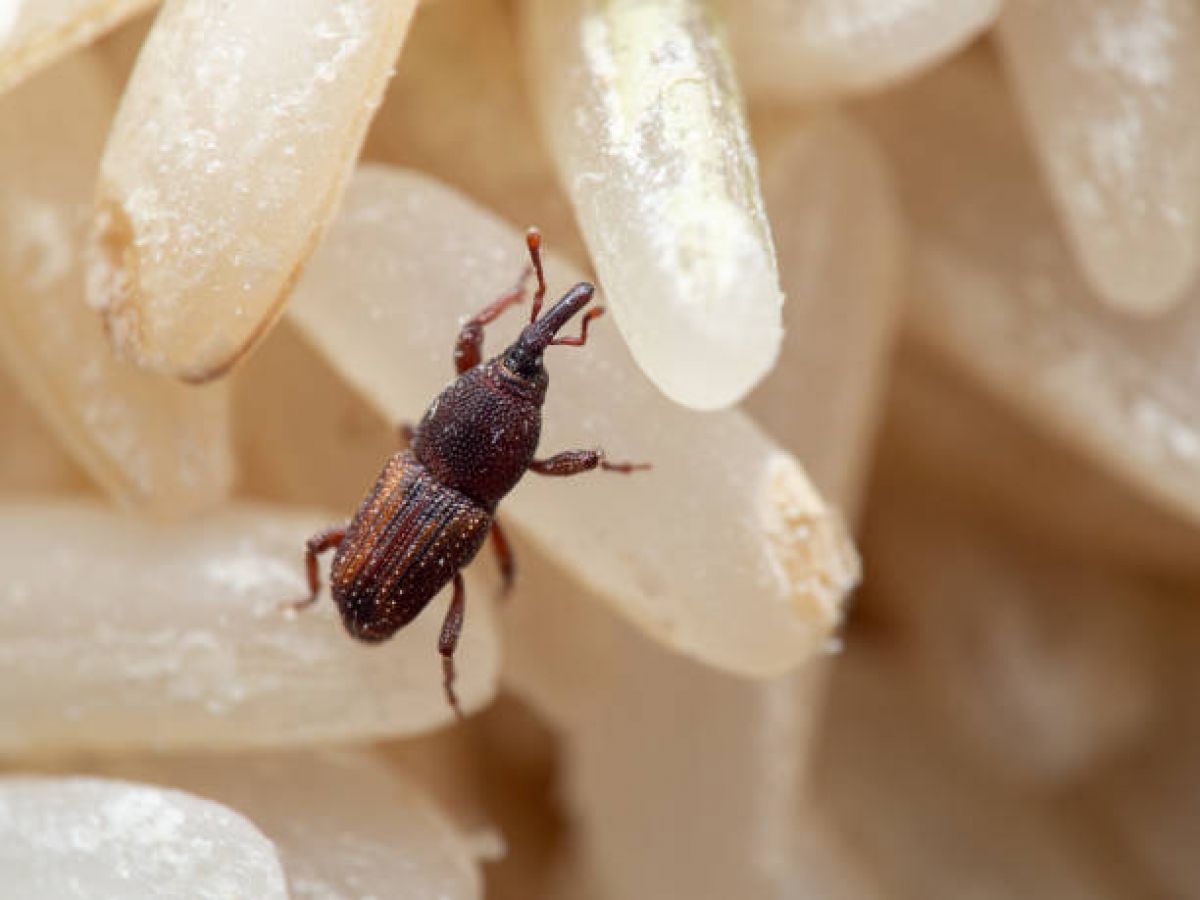 Le charançon : connaître cet insecte et ses nuisances