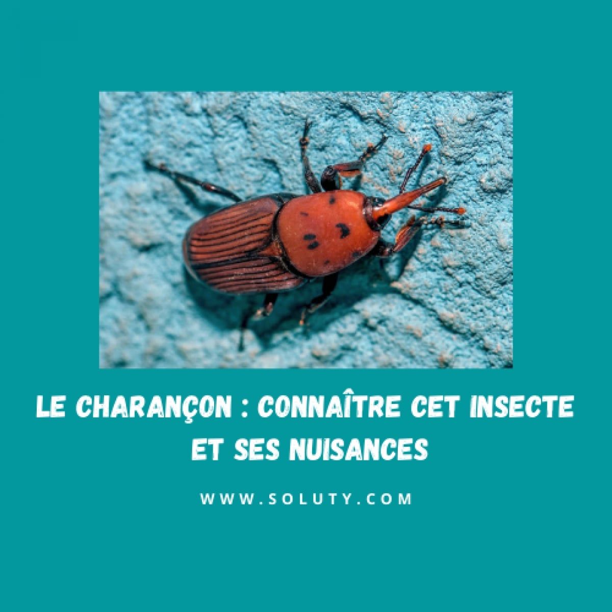 Le charançon connaître cet insecte et ses nuisances SOLUTY