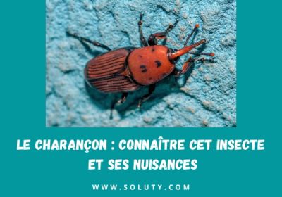 Le charancon connaitre cet insecte et ses nuisances 1200x