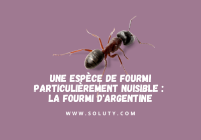 Une espece de fourmis particulierement nuisible avec la fourmi dargentine