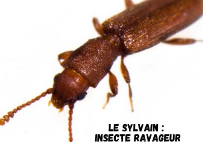 Le sylvain est un insecte ravageur 1200x