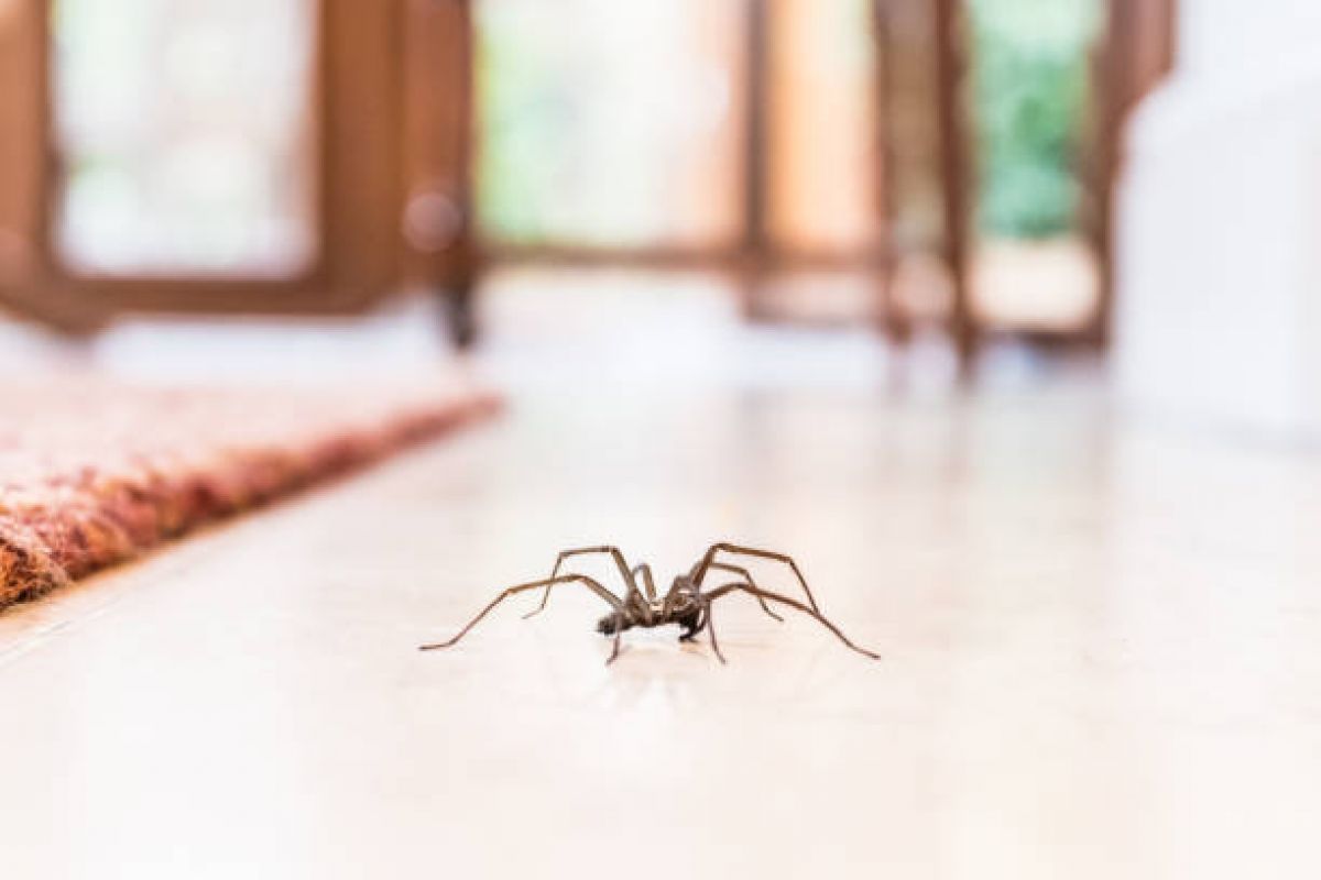 araignée entrant dans une habitation