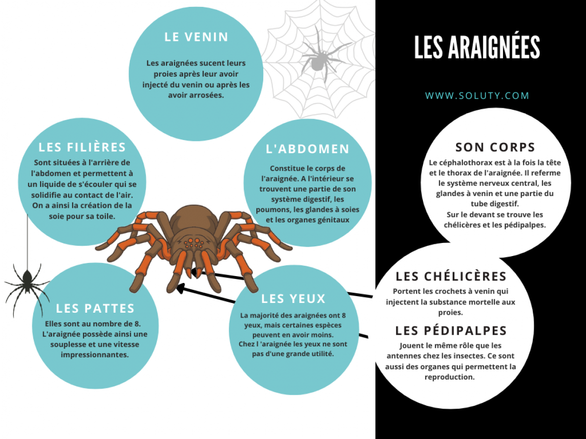 Pourquoi il faut laisser la vie sauve aux araignées de votre