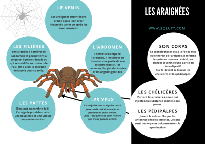 Les araignees