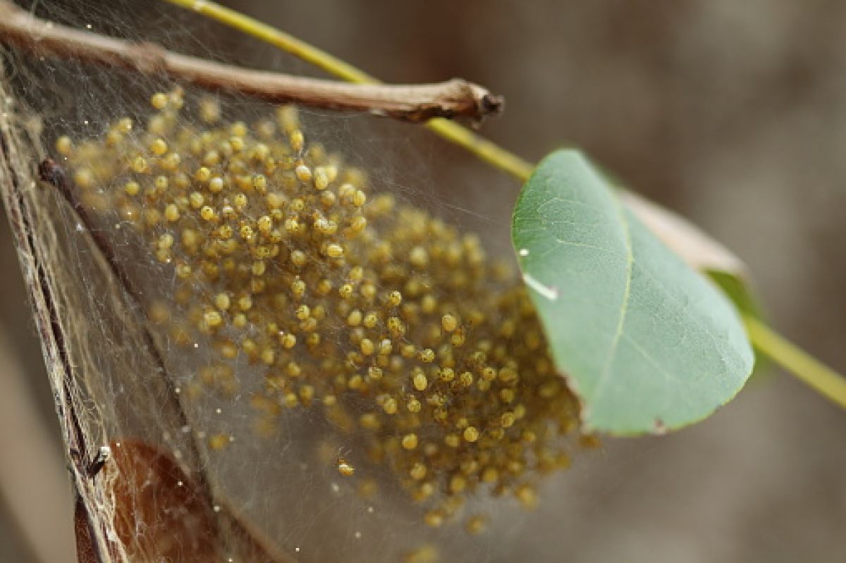 œufs araignée pondus sur une plante