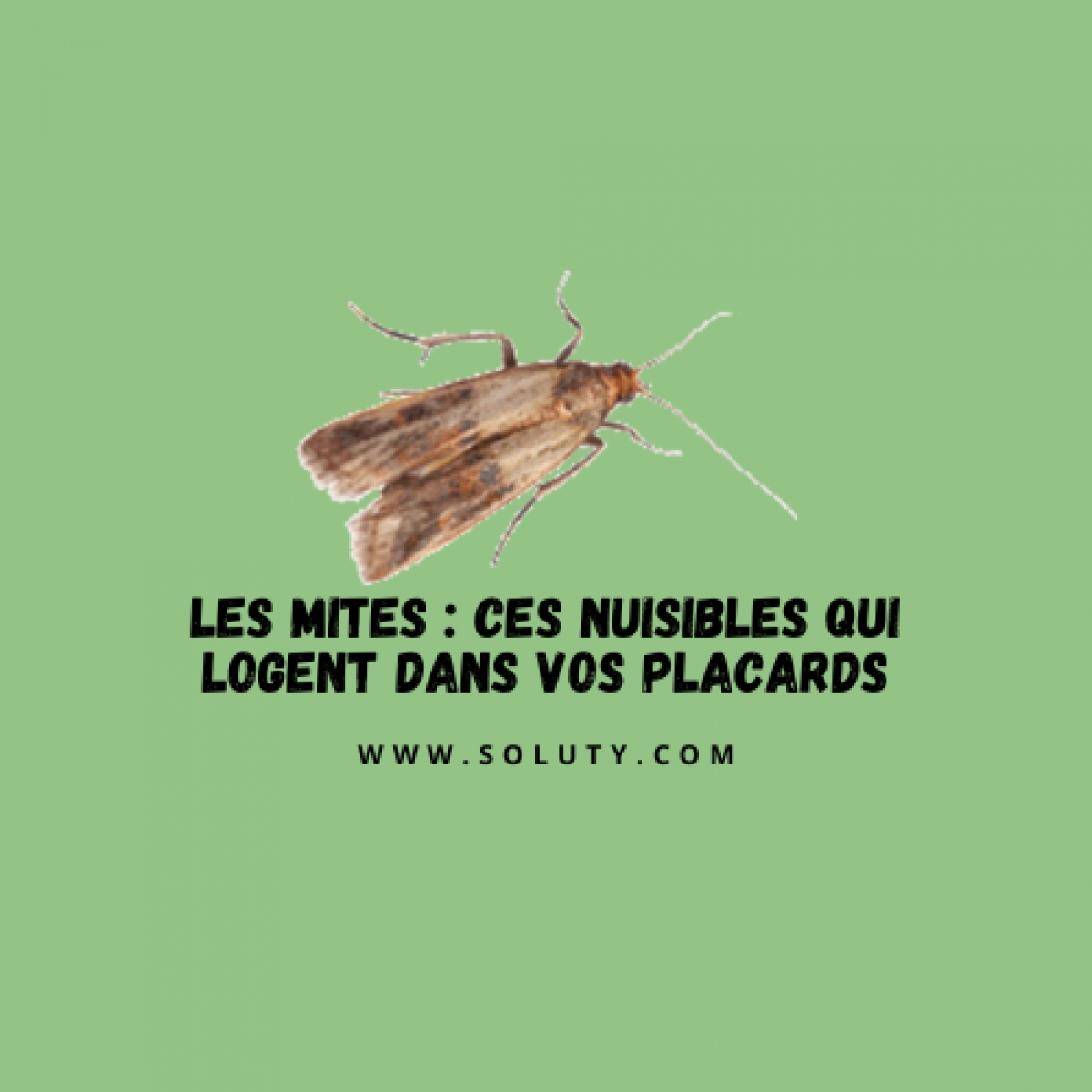 Les mites  ces nuisibles qui logent dans vos placards