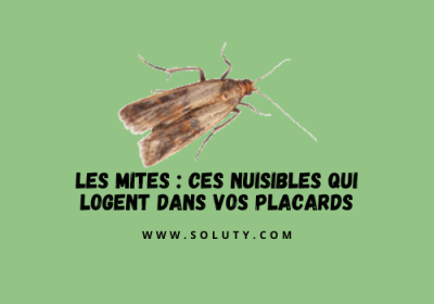 Comment se débarrasser des mites dans les placards ?