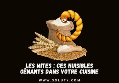 Les mites ces nuisibles genants dans votre cuisine 1200x