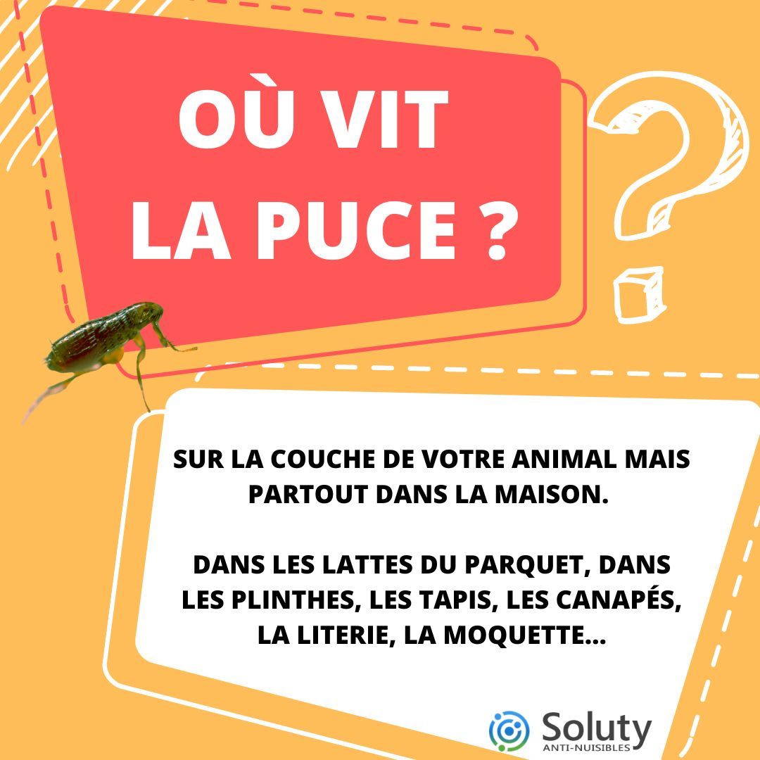 Comment éliminer les puces dans une maison naturellement ? - SOLUTY