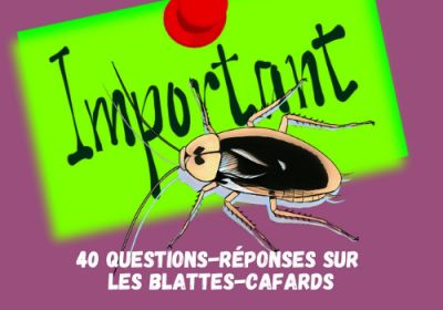 40 questions reponses sur les blattes et les cafards 2 1200x